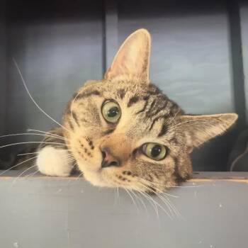 Domestic Short Hair Cats Available for Adoption - Riley | PetCurious