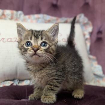 Bug -  Domestic Short Hair Cat for Adoption in Nowata, Oklahoma - Bug | PetCurious