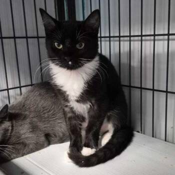 Blake -  Domestic Short Hair Cat for Adoption in Davenport, Iowa - Blake | PetCurious