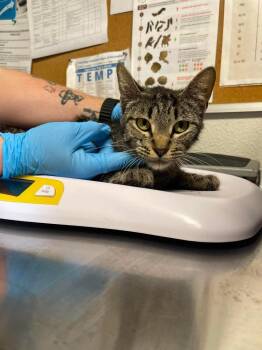 Days -  Domestic Short Hair Cat for Adoption in Bolivar, Missouri - Days | PetCurious