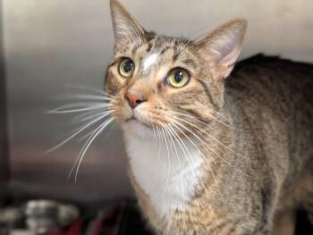 Domestic Short Hair Cats Available for Adoption - Herme | PetCurious