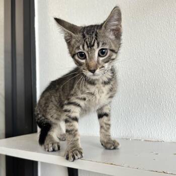 Chocolate Shake PL -  Domestic Short Hair Cat for Adoption in Union, Missouri - Chocolate Shake PL | PetCurious