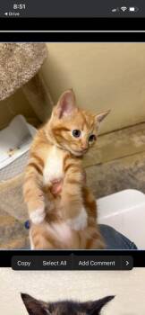 Cutter -  Domestic Short Hair Cat for Adoption in Dalton, Georgia - Cutter | PetCurious