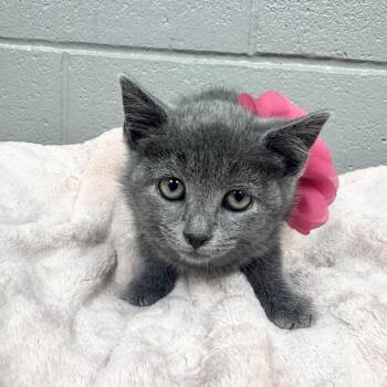 Cuddly Eva -  Russian Blue and Domestic Short Hair Cat for Adoption in Burlington, North Carolina - Cuddly Eva | PetCurious