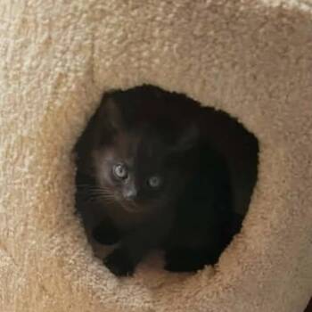 Siena -  Domestic Short Hair Cat for Adoption in Jurupa Valley, California - Siena | PetCurious