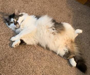 Yeezus -  Maine Coon and Domestic Long Hair Cat for Adoption in Magnolia, Texas - Yeezus | PetCurious