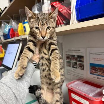 Siren -  Domestic Short Hair Cat for Adoption in Medina, Ohio - Siren | PetCurious