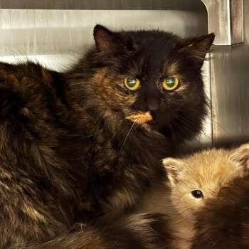 Domestic Medium Hair Cats Available for Adoption in South Elgin, Illinois - Tulip | PetCurious