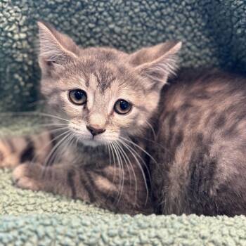 Camilla -  Domestic Short Hair Cat for Adoption in Matteson, Illinois - Camilla | PetCurious