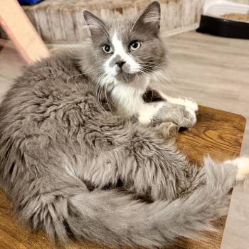 Enchirito -  Domestic Long Hair Cat for Adoption in Syracuse, New York - Enchirito | PetCurious