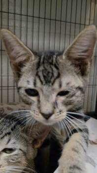 Lime -  Domestic Short Hair Cat for Adoption in Charleston, South Carolina - Lime | PetCurious
