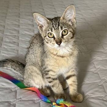 Faero -  Tabby Cat for Adoption in Memphis, Tennessee - Faero | PetCurious