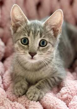 Dashing -  Tabby and Domestic Short Hair Cat for Adoption in Homestead, Florida - Dashing | PetCurious