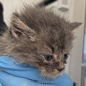 Elsa -  Domestic Medium Hair Cat for Adoption in Chapel Hill, North Carolina - Elsa | PetCurious