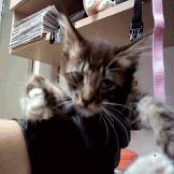 Hugo -  Domestic Medium Hair Cat for Adoption in Pleasant Hill, California - Hugo | PetCurious