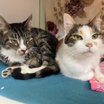 Kaylee (52313) bonded with Jaxon (52314) -  Domestic Short Hair Cat for Adoption in Manassas, Virginia - Kaylee (52313) Bonded With Jaxon (52314) | PetCurious