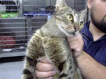 Rescue Domestic Short Hair Cats for Adoption in Pasadena, Texas - A180948 | PetCurious