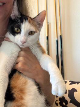 Domestic Short Hair Cats Available for Adoption in St. Helens, Oregon - PJ | PetCurious