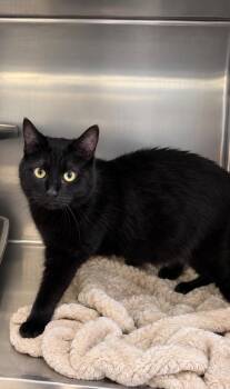 Carl Jusscarl -  Domestic Short Hair Cat for Adoption in Fort Lupton, Colorado - Carl Jusscarl | PetCurious