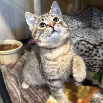 Stitches -  Domestic Short Hair and Tabby Cat for Adoption in Penn Yan, New York - Stitches | PetCurious