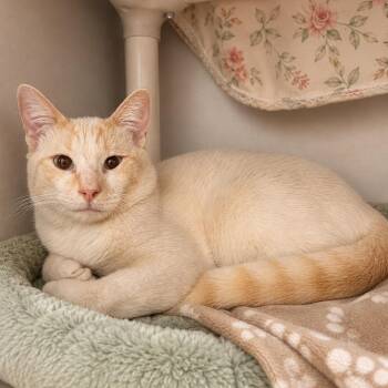 Ridge -  Domestic Short Hair Cat for Adoption in Hopkinton, Massachusetts - Ridge | PetCurious