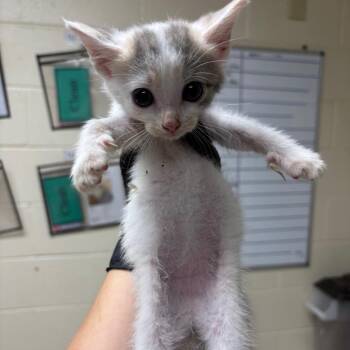 Whisper -  Domestic Short Hair Cat for Adoption in Roxboro, North Carolina - Whisper | PetCurious