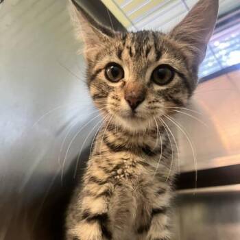 Alvin -  Domestic Short Hair Cat for Adoption in Dayton, Ohio - Alvin | PetCurious