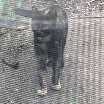 Found on Crescent Ln NW Rochester MN -  Domestic Short Hair Cat for Adoption in Rochester, Minnesota - Found On Crescent Ln NW Rochester MN | PetCurious