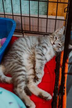 Rescue Tabby and Domestic Short Hair Cats for Adoption in Le Mars, Iowa - Sierra | PetCurious