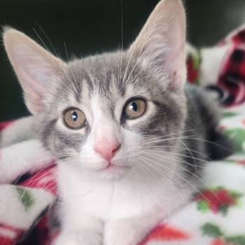 Rescue Domestic Short Hair Cats for Adoption in Chicago, Illinois - Miley Cyrus | PetCurious