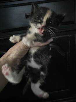 Domestic Short Hair Cats Available for Adoption in Virginia Beach, Virginia - Paloma 