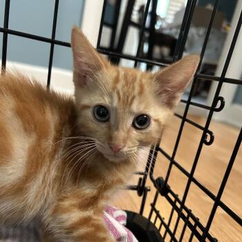 Fanta -  American Shorthair Cat for Adoption in Sandy Springs, Georgia - Fanta | PetCurious