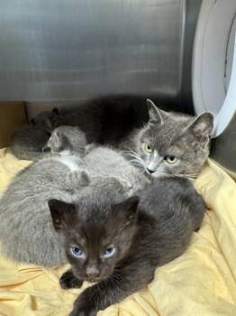 Mom Jeans -  Domestic Short Hair Cat for Adoption in West Chester, Pennsylvania - Mom Jeans | PetCurious