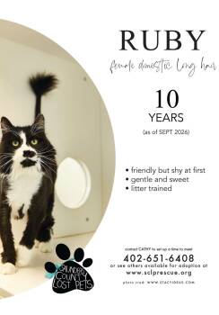 Ruby -  Domestic Long Hair Cat for Adoption in Wahoo, Nebraska - Ruby | PetCurious