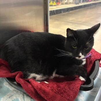 Shammy -  Domestic Short Hair Cat for Adoption in NEW PT RICHEY, Florida - Shammy | PetCurious