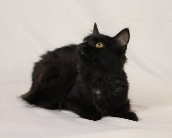 Rescue Bombay and Domestic Medium Hair Cats for Adoption in Tuscaloosa, Alabama - Lilac | PetCurious