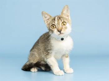 EEBIE -  Domestic Short Hair Cat for Adoption in Phoenix, Arizona - EEBIE | PetCurious