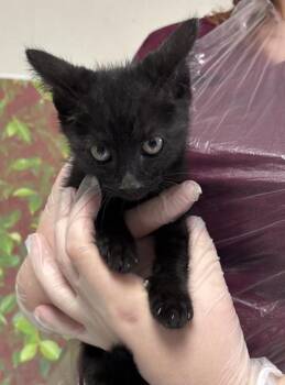 Domestic Short Hair Cats Available for Adoption in San Antonio, Texas - AEMOND | PetCurious