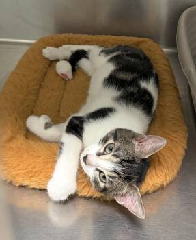 Happy -  Domestic Short Hair Cat for Adoption in Wantagh, New York - Happy | PetCurious