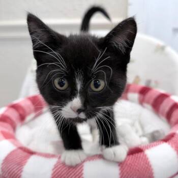 Demerara -  Domestic Short Hair Cat for Adoption in Medford, Oregon - Demerara | PetCurious
