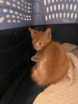 Munchkin -  Domestic Short Hair Cat for Adoption in Honolulu, Hawaii - Munchkin | PetCurious