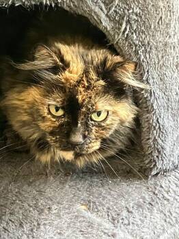 Tamara -  Domestic Short Hair Cat for Adoption in Lunenburg, Massachusetts - Tamara | PetCurious