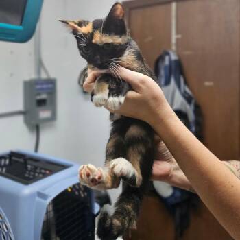 Domestic Short Hair Cats Available for Adoption - Kimchi | PetCurious