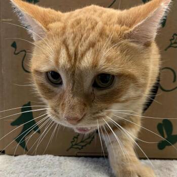 Rescue Domestic Short Hair Cats for Adoption in Saint Charles, Missouri - Queso | PetCurious