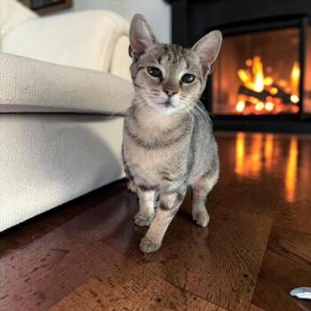 Blinky -  Tabby and Domestic Short Hair Cat for Adoption in Dallas, Texas - Blinky | PetCurious