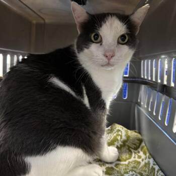 Tara -  Domestic Short Hair Cat for Adoption in Des Moines, Iowa - Tara | PetCurious
