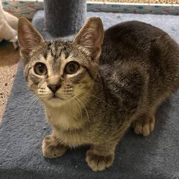 Cason -  Domestic Short Hair Cat for Adoption in Panama City, Florida - Cason | PetCurious
