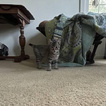 Domestic Short Hair Cats Available for Adoption in Springdale, Arkansas - Britt | PetCurious