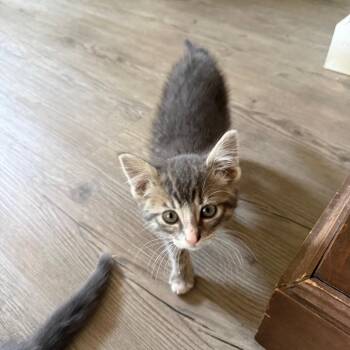 Misty -  Domestic Short Hair Cat for Adoption in Ferndale, Washington - Misty | PetCurious