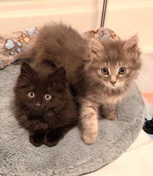 Andromeda -  Domestic Medium Hair Cat for Adoption in Pomona, New York - Andromeda | PetCurious